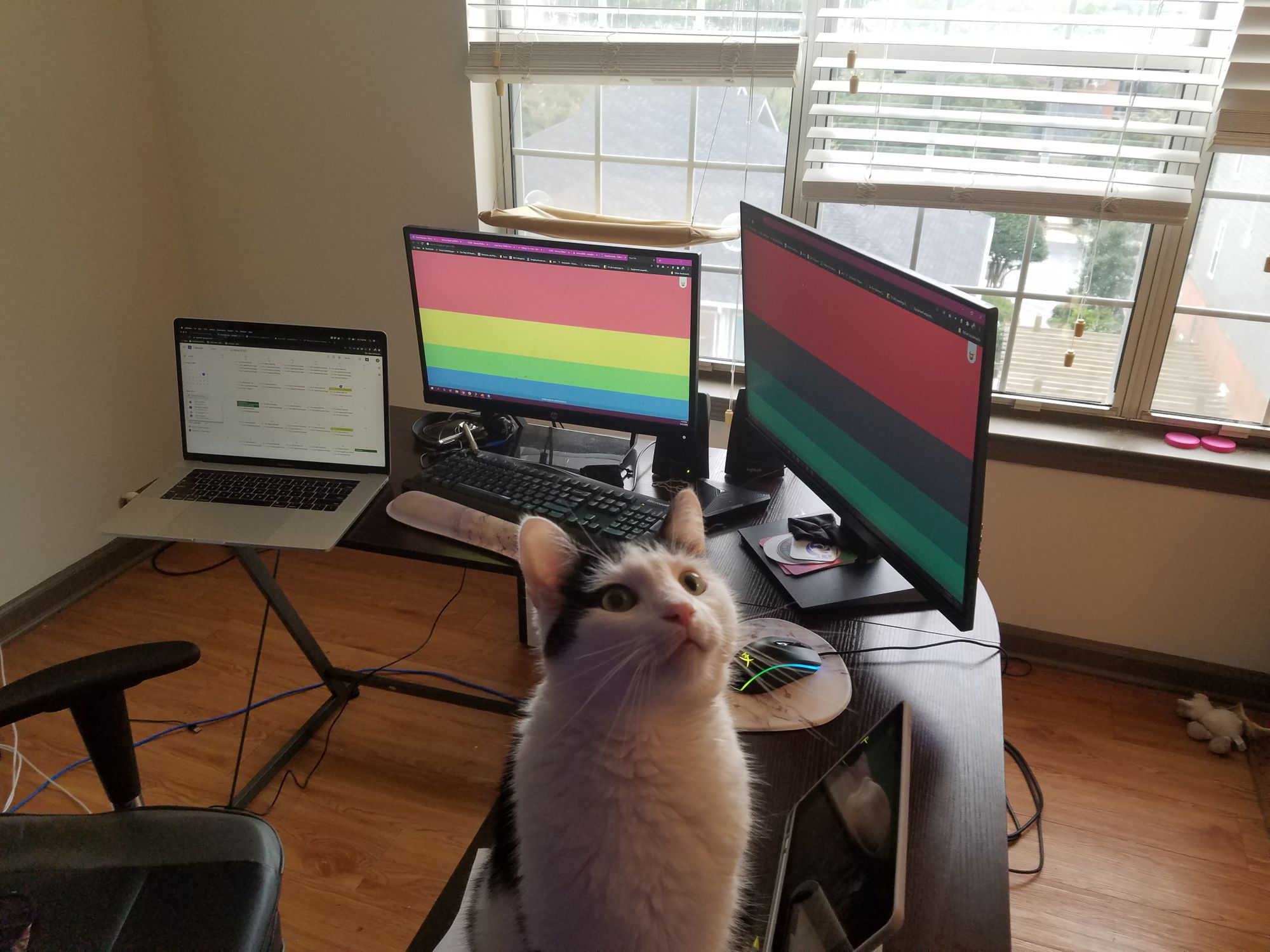 Iesha's workspace wouldn't be complete without her cat, Domino